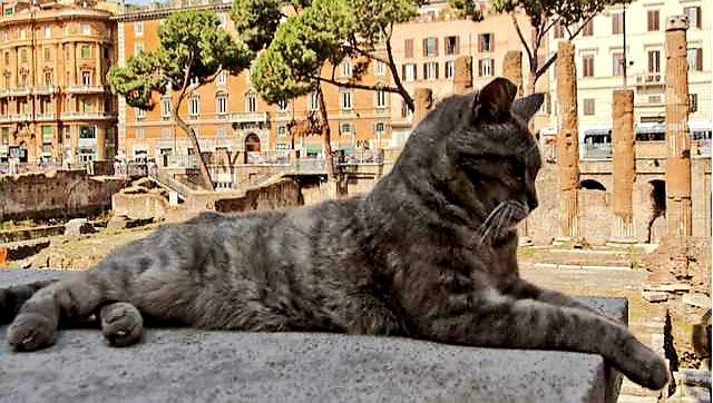 Largo Agentina: cat sanctuary in Rome